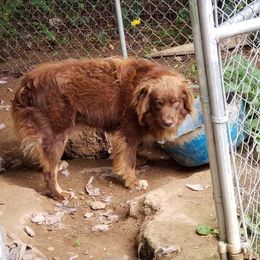 Australian Shepherd All Grown Up from Nana's Wild and Wonderful Aussies