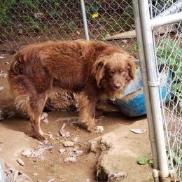 Australian Shepherd All Grown Up from Nana's Wild and Wonderful Aussies