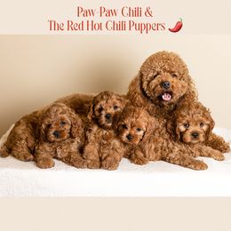 Cavapoo, Cockapoo, and Poodle Puppies from Benji’s Cockapoos