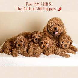 Cavapoo, Cockapoo, and Poodle Puppies from Benji’s Cockapoos