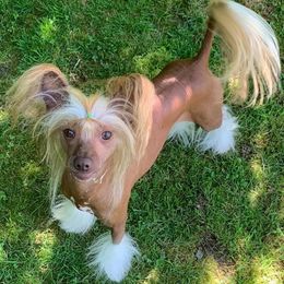 George - Chinese Crested