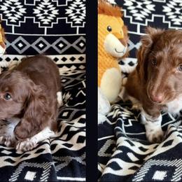 Dachshunds from Dachshund Den