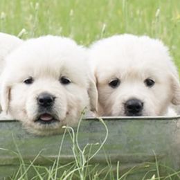 Golden Retrievers from Splendor Goldens