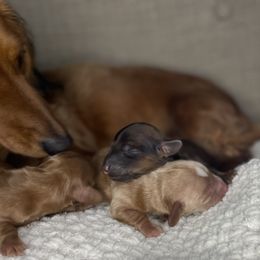 Dachshund Puppies from Woodland Doxies
