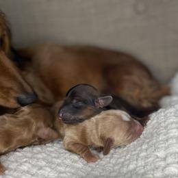 Dachshund Puppies from Woodland Doxies