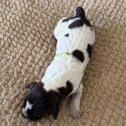 Wirehaired Pointing Griffon Puppies from Idleista Grand Chasseur