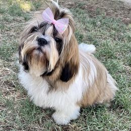 Shih Tzus from Royally Mad Shihtz