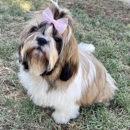 Shih Tzus from Royally Mad Shihtz