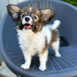 Papillons from 4 Paws Piper's Legacy Papillons