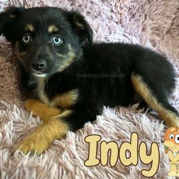 Indy - Black tri female Miniature American Shepherd puppy in Millington, Tennessee from Goading Glee Glade