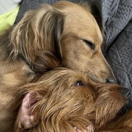 Dachshunds from Doxies of Olympus