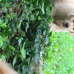 Golden Retriever Puppies from Huntleigh Goldens