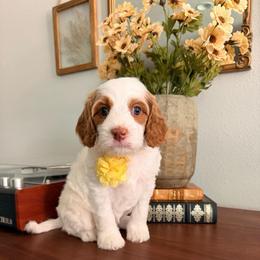 Gudetama (Oki and Cooper's Japanese Character Litter) - Blenheim male Cavapoo puppy in Pleasant Grove, Utah from Destination Doodles