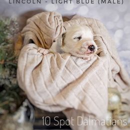 Dalmatian Puppies from 10 Spot Dalmatians