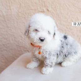 Aussiedoodle and Goldendoodle Puppies from Ever After Doodles Arizona