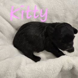 Kitty - Brown female Shichon puppy in Bradford, Ohio from Ted E. Bear Patch