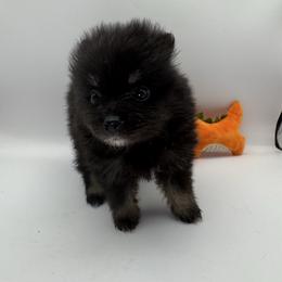 Abby - Black and tan female Pomeranian puppy in Brandon, Vermont from Poms All Day