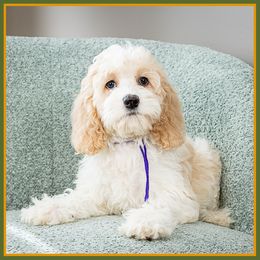 Max - Red female Cockapoo puppy in Connersville, Indiana from Deaz Doodle Ranch