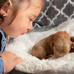 Double Doodle and Goldendoodle Puppies from Golden Paw Doodles