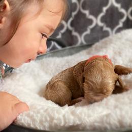 Double Doodle and Goldendoodle Puppies from Golden Paw Doodles