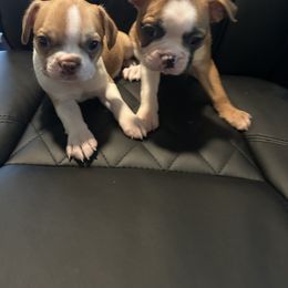 Boston Terrier and French Bulldog Puppies from Angie's Little Bostons And Frenchies