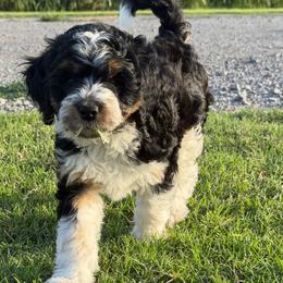 Pink Girl - Tri-color female Bernedoodle puppy in Fort Gibson, Oklahoma from Waggle Doodles