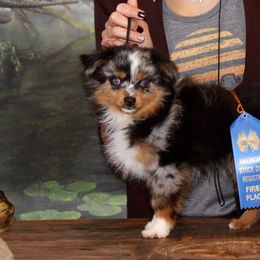 Miniature Australian Shepherds, Miniature Schnauzers, and Toy Australian Shepherds from B4 Toy Aussies