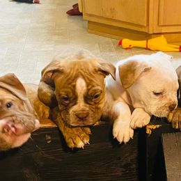 Bulldogs from Sun City Campeiro Bulldogs
