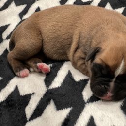 Boxer Puppies from PrideNJoy Boxers