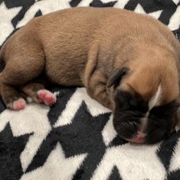 Boxer Puppies from PrideNJoy Boxers