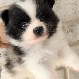 Snoopy - Black parti male Pomeranian puppy in Rockwall, Texas from MAK Poms