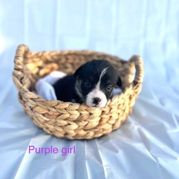 Pembroke Welsh Corgi Puppies from Courtlyn's Corgis