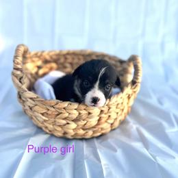 Pembroke Welsh Corgi Puppies from Courtlyn's Corgis
