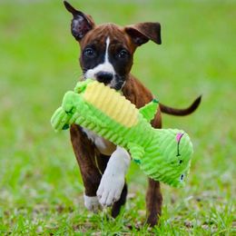 'Bizzy' LBK's Monkey Business - Red brindle female American Staffordshire Terrier puppy in St. Augustine, Florida from LBK & Ancient City