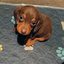Coco - Chocolate and tan female Dachshund puppy in Marshall, Texas from Wilson's Kennels