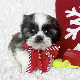 AKC Hope - Tricolor female Shih Tzu puppy in Greenville, South Carolina from Babyface Shih Tzu