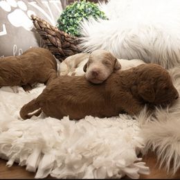Goldendoodle Puppies from Best Doodles