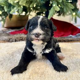 Black and White Bicolor - Black and white male Bernedoodle puppy in Brooksville, Florida from Kruger Doodles