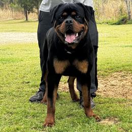 Rottweiler puppies from Michelle's Rottweilers