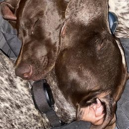 German Shorthaired Pointers from Peach pointers