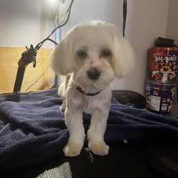 Marco - Morkie