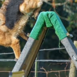 German Shepherds from Vom Eisenhunde