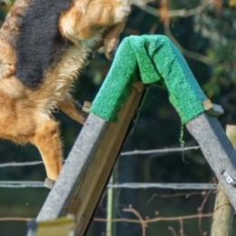 German Shepherds from Vom Eisenhunde