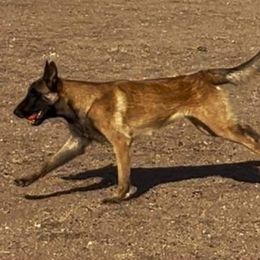 Boy 5 - male Belgian Malinois puppy in Golden Valley, Arizona from Desert Wind Kennels