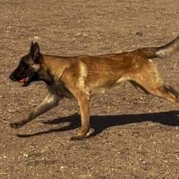 Boy 5 - male Belgian Malinois puppy in Golden Valley, Arizona from Desert Wind Kennels