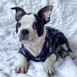 Jason - Brindle and white male Boston Terrier puppy in Lexington, South Carolina from Velveteen Bostons