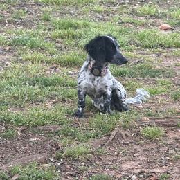 Dixie - Dachshund