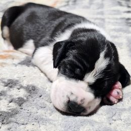 Sharp - Mantle male Great Dane puppy in Castle Rock, Washington from Uber Alles Great Danes