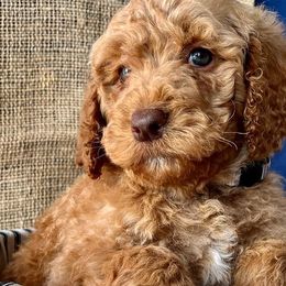 Goldendoodles and Labradoodles from Brit N’ Brood Doodles