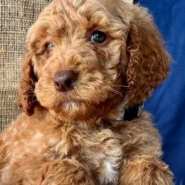Goldendoodles and Labradoodles from Brit N’ Brood Doodles